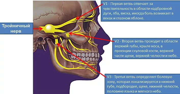 Лицевой нерв челюсти. Тройничный нерв. Лицевой нерв и тройничный нерв. Воспаление тройничного нерва в челюсти.