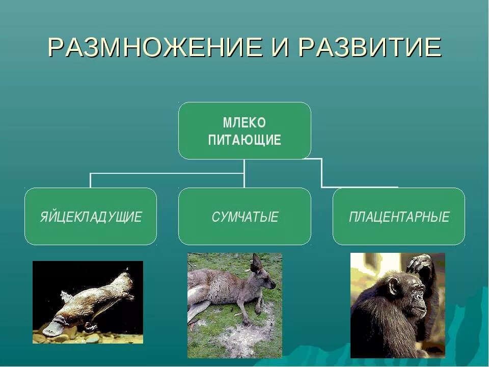 Каким способом размножаются млекопитающие. Размножение и развитие млекопитающих. Размножение млекопитающих кратко. Размножение млекопитающих для детей.