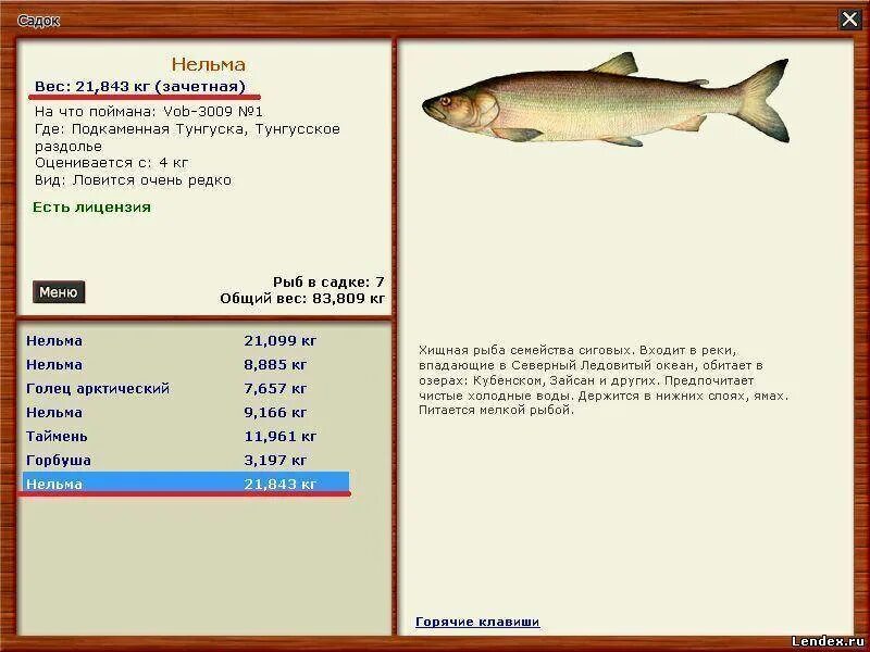 Нельма вид рыбы. Нельма вес. Нельма рыба описание. Ловля нельмы. Рыба нельма описание