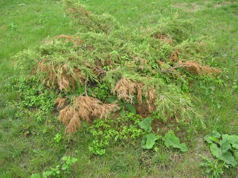 Шютте можжевельника казацкого. Можжевельник осенью желтеет. Ржавчина шютте. Ржавчина можжевельника стрикта. Туя брабант ржавчина.