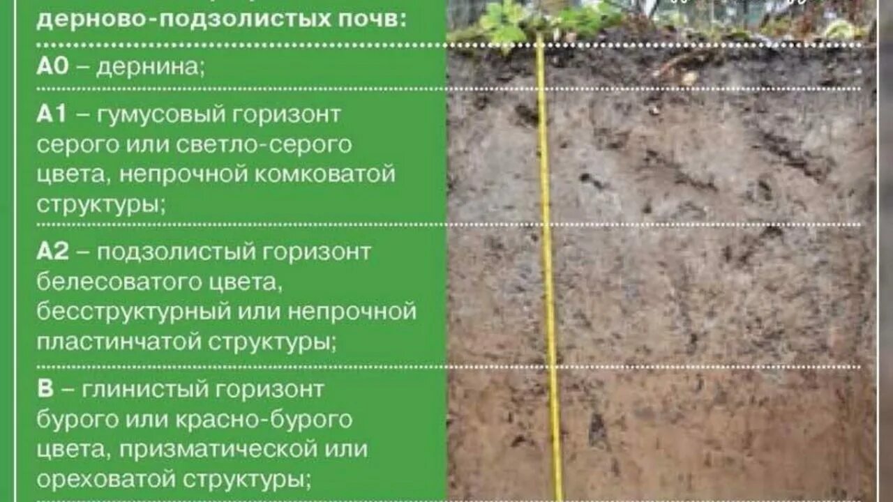 Мощность горизонта дерново подзолистых почв. Дерново-сильноподзолистые почвы профиль. Описание дерново-подзолистой почвы. Структура дерново-подзолистых почв. Дерново-подзолистые суглинистые почвы.