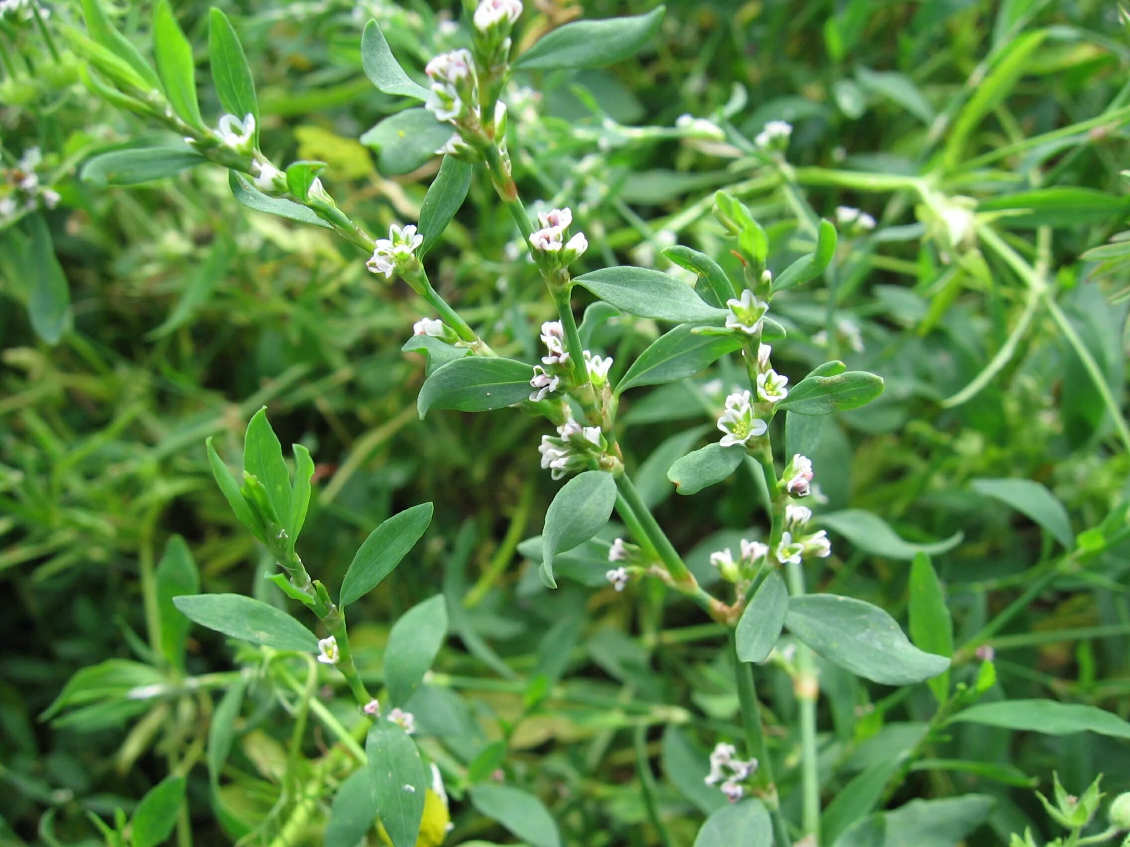 Горец птичий спорыш. Спорыш (Горец птичий) трава. Горец птичий (Polygonum aviculare). Горец птичий или спорыш. Спориш