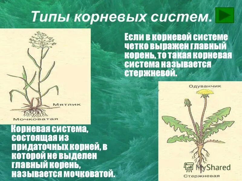 Корни четной и нечетной степени. Как упростить выражение с корнями и дробями. Выражен корень. Выражен корень. Упрощение выражений с корнями 8.