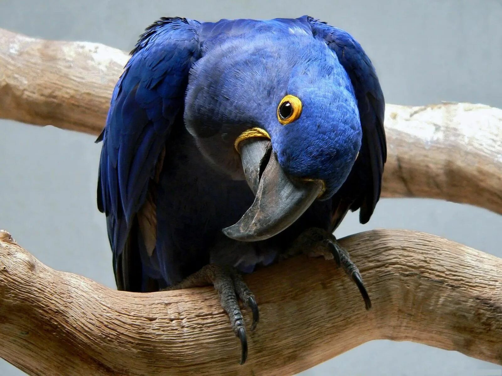 Большой попугай ара. Попугай ара гиацинтовый. Голубой попугай ара. Голубой ара и гиацинтовый ара. Попугай Какаду голубой.