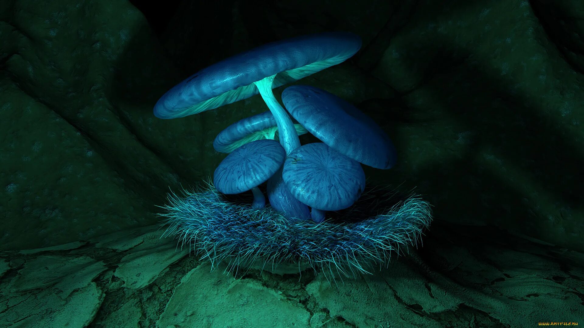 Живой синий гриб. Голубой гриб Лерациомицес. Светящиеся грибы. Голубые светящиеся грибы. Люминесцентные грибы.