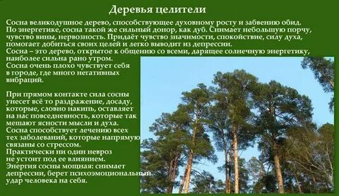 Какие деревья дают силу