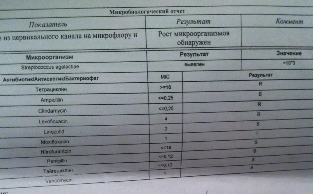 Кандида зева. Стафилококк в моче у женщин. Кишечная палочка норма в мазке. Норма стафилококка в мазкк. Норма стафилококка в моче у женщин.