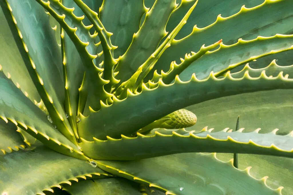 Род алоэ в русском. Алоэ древовидное столетник. Алоэ arborescens (60 см). Алоэ Aloe arborescens Mill. Алоэ древовидное (Aloe arborescens).