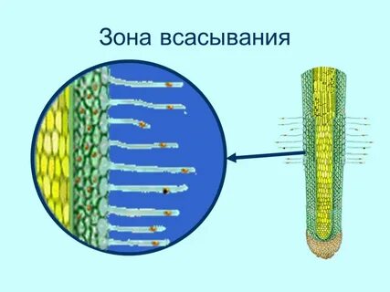 Рисунок зоны проведения