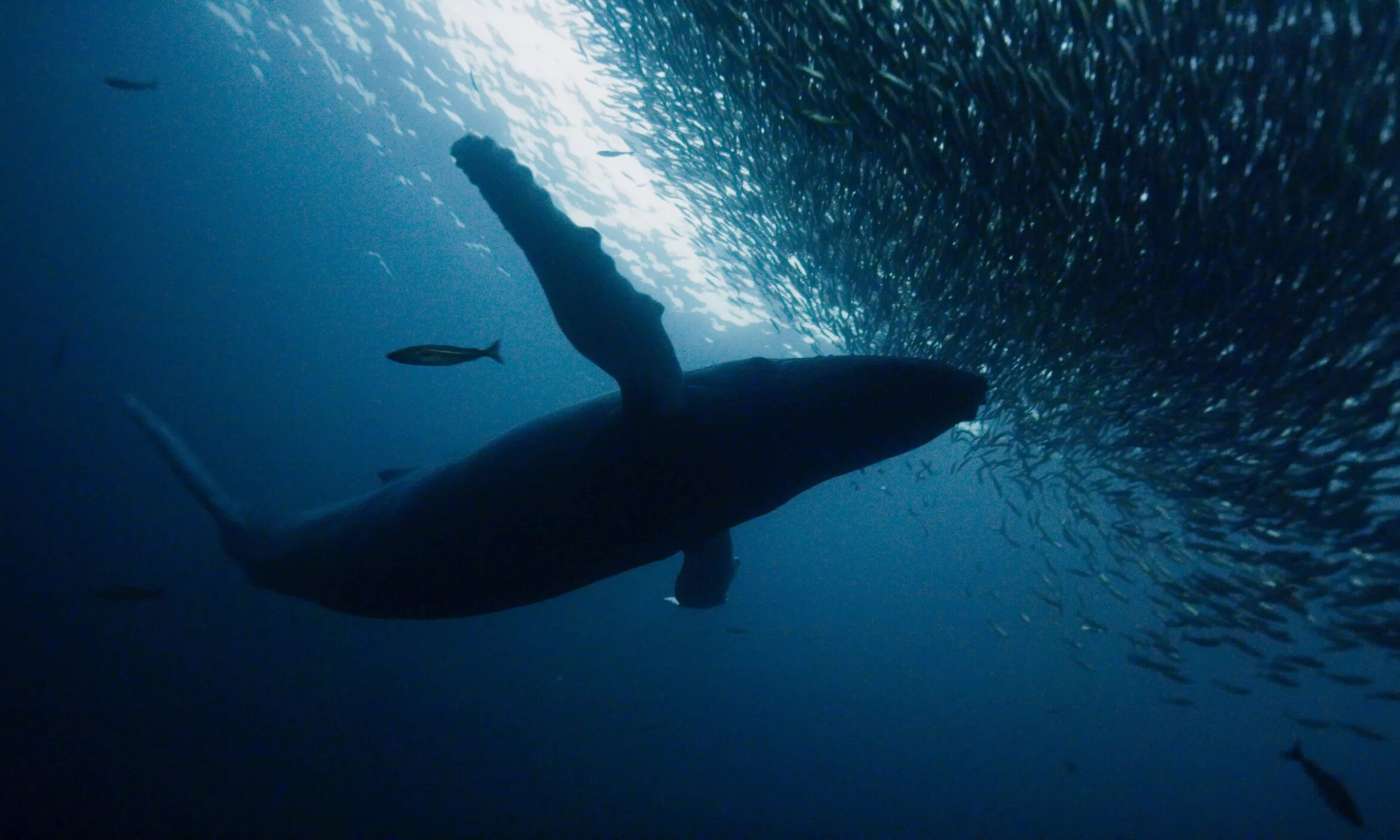Киты атлантического океана. Blue Planet чемодан. Polar Sea Blue. Prince of Whales II. Most extreme Diving mammals bbc Earth.