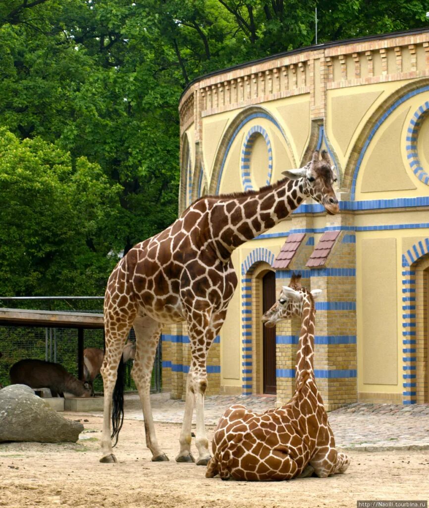 Zoo animals park. Берлинский зоопарк Германия. Зоосад Берлин. Германия Берлинский Зоологический сад. Тиргартен зоопарк.