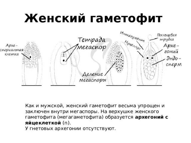 Стадии женского гаметофита. Женский гаметофит. Строение женского гаметофита. Женский гаметофит цветковых растений. Строение женского гаметофита цветковых растений.