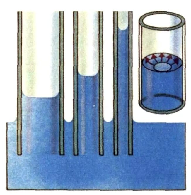 Жидкость капиллярное явление. Капиллярный эффект мениск. Капиллярность капиллярные явления в природе. Капиллярные явления физика. Капиллярные сосуды физика.