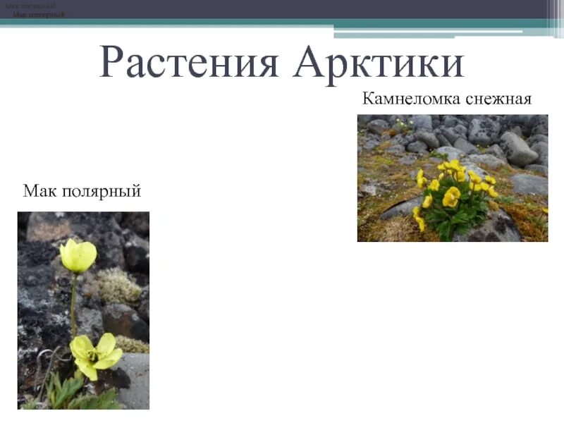 Полярный мак таймыр. В ледяной зоне растут растут. Мак цветок описание. В какой зоне растет мак. Полярный мак где растет природная зона.