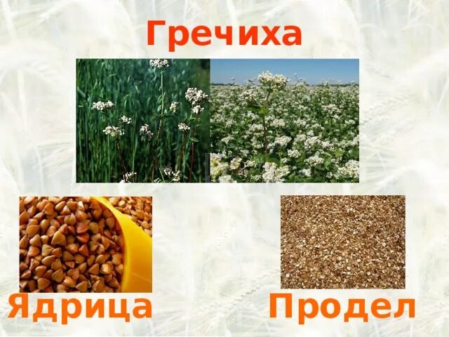 Ядрица продел. Ядрица продел