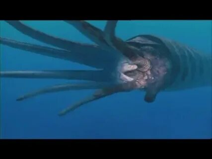 Огромный морской монстр охотится на нас