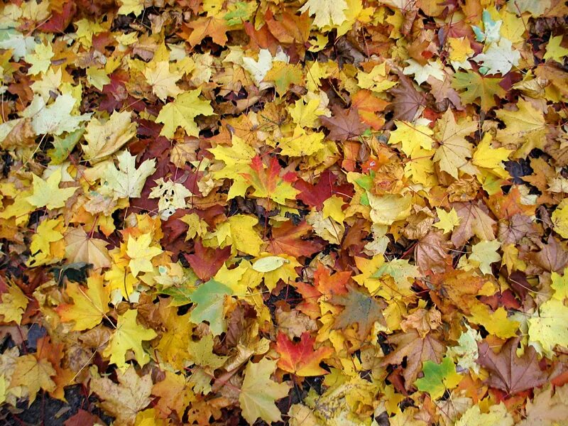 Куча листвы. Жёлтый лист осенний. Ковер из листьев. Куча осенних листьев. Ворох желтых листьев