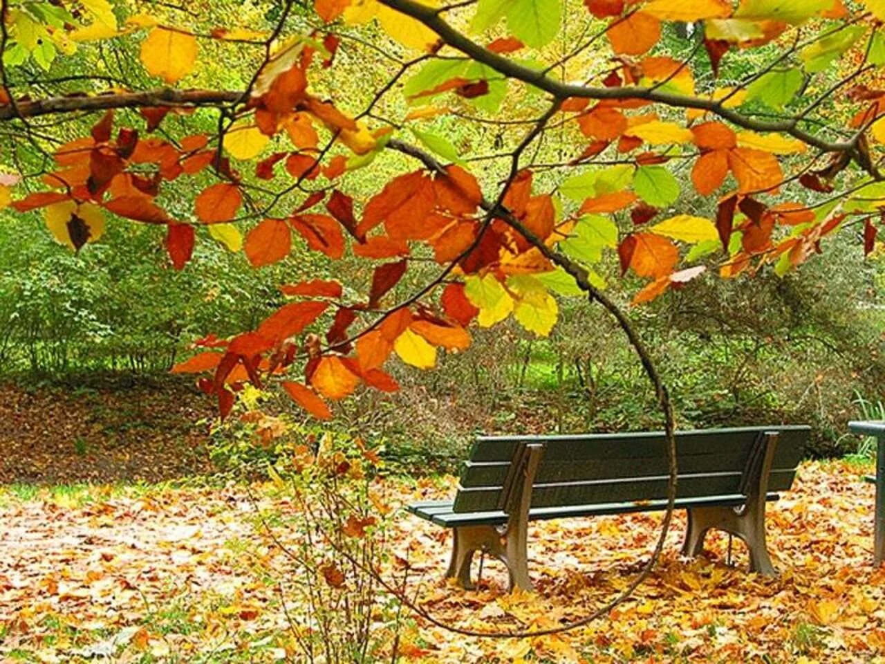 Тихо в саду хорошо. Осень в саду. Осенний сад. Скамейка в саду осень. Листва в саду.