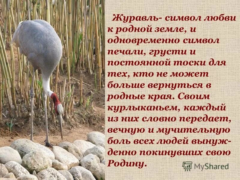 Всемирный день журавля презентация. Журавли символ памяти. Белый журавль символ победы. Журавль символ чего. Журавль символ.