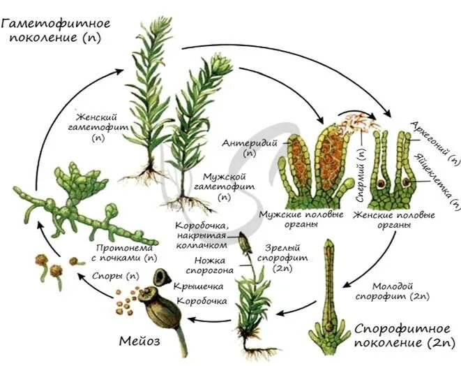 Цикл развития сфагнума схема. Жизненная форма мохообразных. Размножение мха Кукушкин лен. Цикл мхов схема.