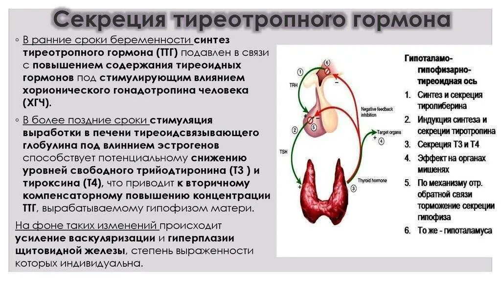 Повышен уровень гормонов. Тиреотропный гормон вызывает усиление синтеза. тиреотропный гормон вызывает увеличение синтеза. повышение тиреотропного гормона причины. ттг гормон 4.60.