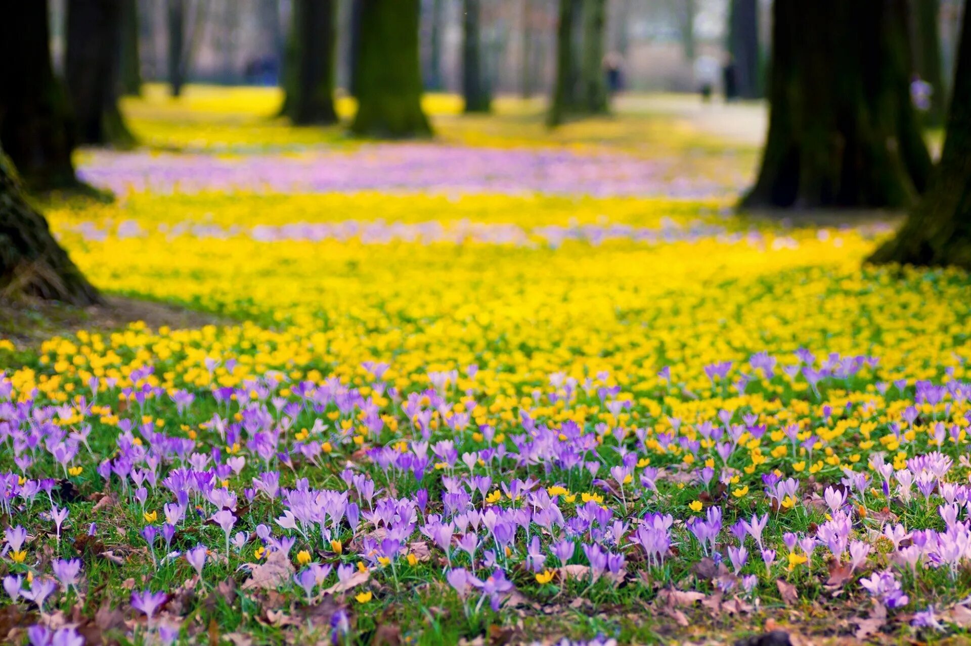Природа растения картинки. Парк Галицкого крокусы. Поляна цветов. Весенние цветы.