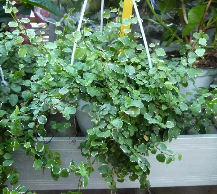 Ампельные фикусы виды фото Ficus repens o Ficus pumila Vivai Frappetta Roma