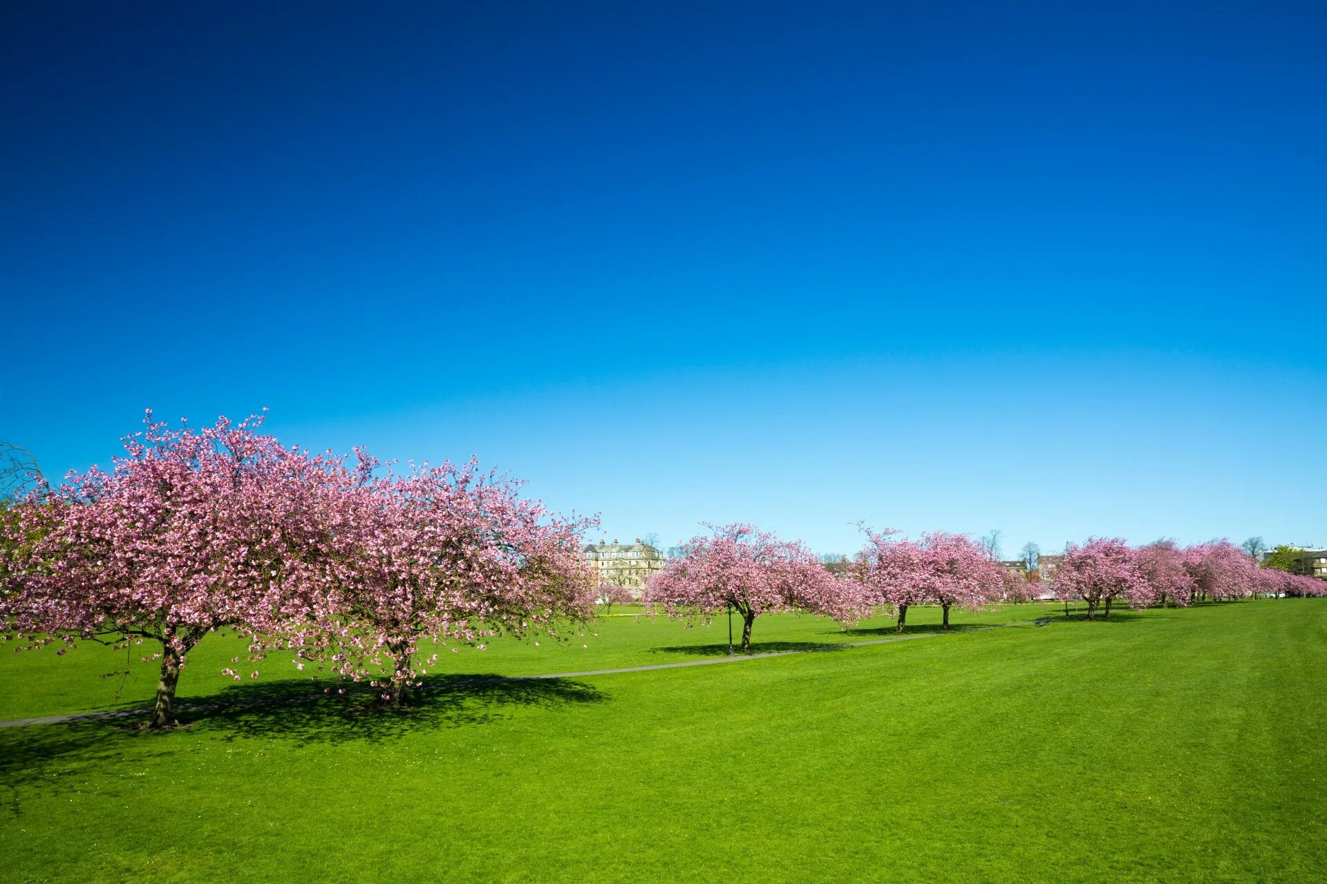 Spring main. Pink черри блоссом дерево деревья парк. Цветение садов. Цветут сады. Фон цветущие сады.