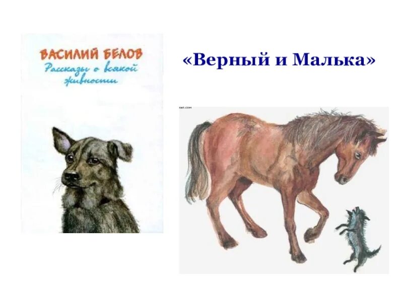 Рассказ Белова верный и малька.