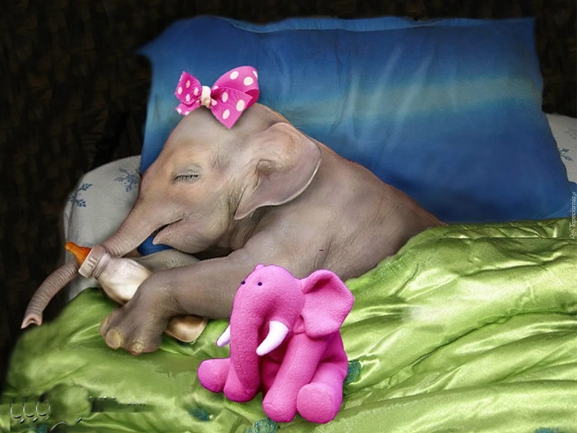 психоделические сны. сладких снов и розовых слонов. спокойной ночи розовых снов. сладких снов слон. розовые слоны.