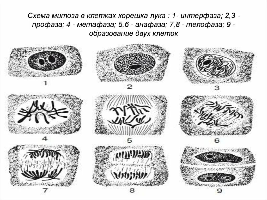 Какой микропрепарат изображен на рисунке