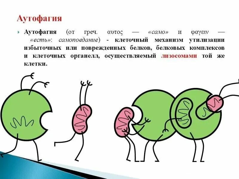 Аутофагия. Аутофагия что это такое простыми словами. Механизм аутофагии. Голодание аутофагия. Голод клеток