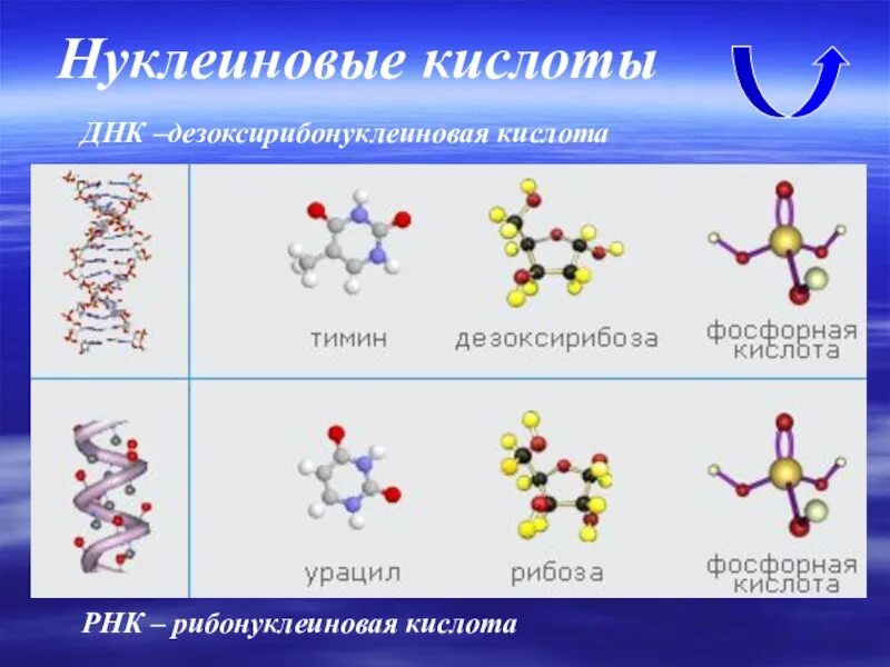 Нуклеиновые кислоты. Нуклеиновые кислоты ДНК. Нуклеиновые кислоты ДНК И РНК. Нуклеиновые кислоты химия.