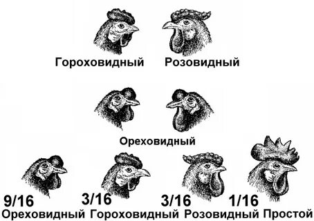 У кур розовидная и гороховидная форма гребня