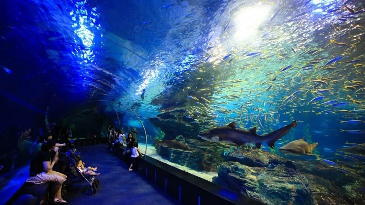 Sea Life Busan Aquarium Пусан. Сиам парагон Бангкок океанариум. Гардаленд океанариум Sealife. Океанариум Гуанчжоу.