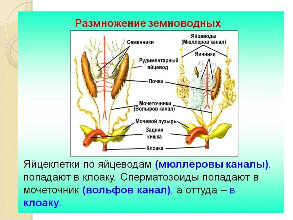 Система размножения лягушек. Системы органов амфибий. Земноводные строение половой системы. Половая система амфибий таблица.