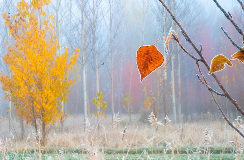 Придет ноябрь. Поздняя осень ветер. Опавшие листья березы. Ветер срывает листья с деревьев. Тополь поздняя осень.