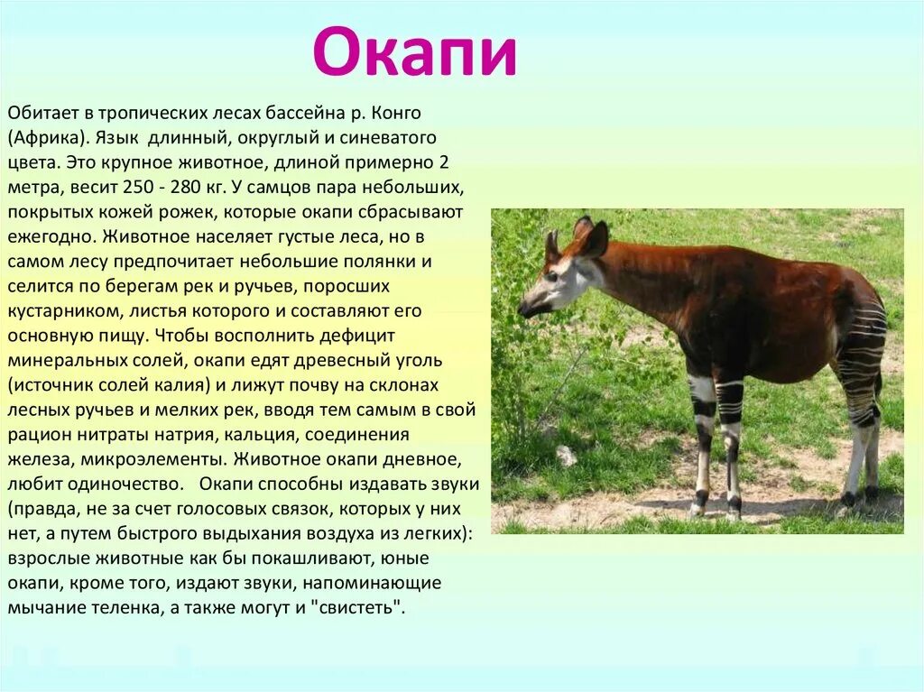 На каком материке обитает окапи. Окапи конго. обитает окапи. заповедник окапи. окапи место обитания.