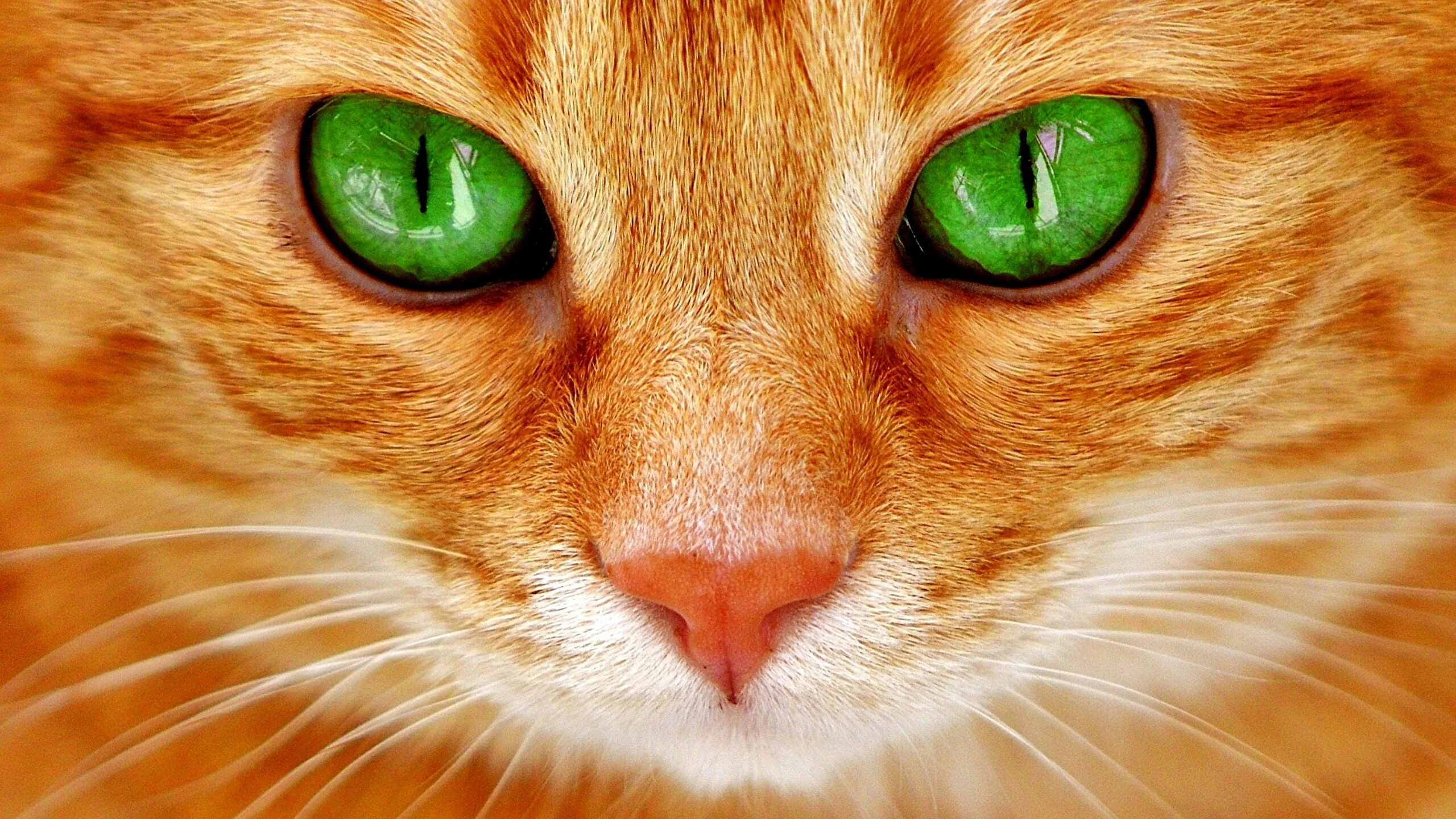 Рыжий кот лицо. Рыжая кошка с зелеными глазами. морда кошки. рыжие коты с зелеными глазами. красивая рыжая кошка с зелеными глазами.