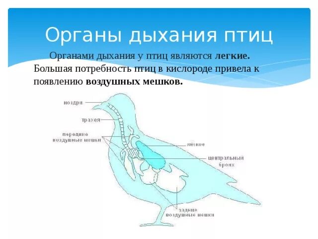 Дыхание птиц является. Система органов дыхания птиц. Органы дыхательной системы птиц. Дыхательная система птиц животных схема. Дыхат система птиц.