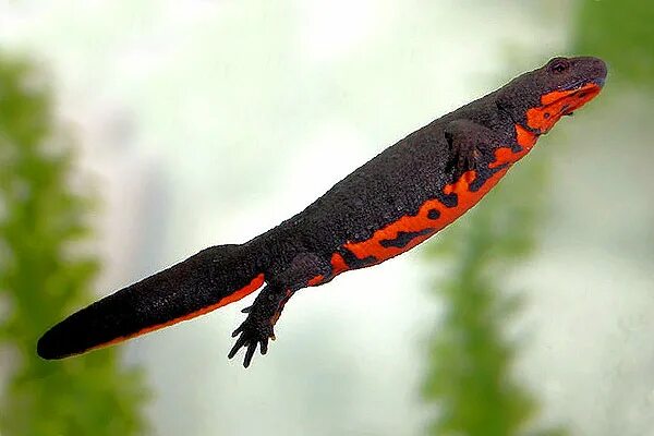 Японский огненнобрюхий тритон. Китайский огненнобрюхий тритон. Краснобрюхий тритон. Карликовый тритон краснобрюхий. Краснобрюхий тритон.