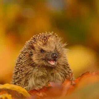 Обои Hedgehog in Autumn Leaves на телефон 2048x2048 