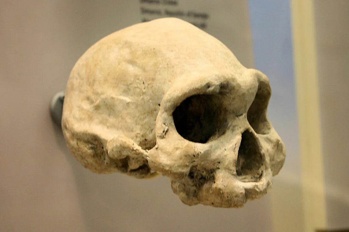 Homo habilis homo ergaster homo Erectus. Дманиси череп древнего.