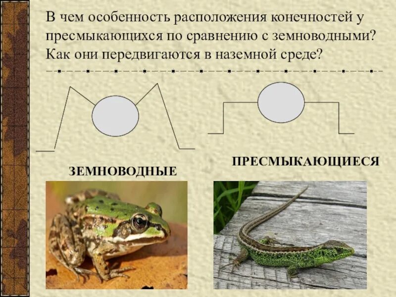 Симметрия тела земноводных и пресмыкающихся. Расположение конечностей у пресмыкающихся. Конечности рептилий. Расположение конечностей у земноводных и пресмыкающихся. Расположение конечностей у рептилий.