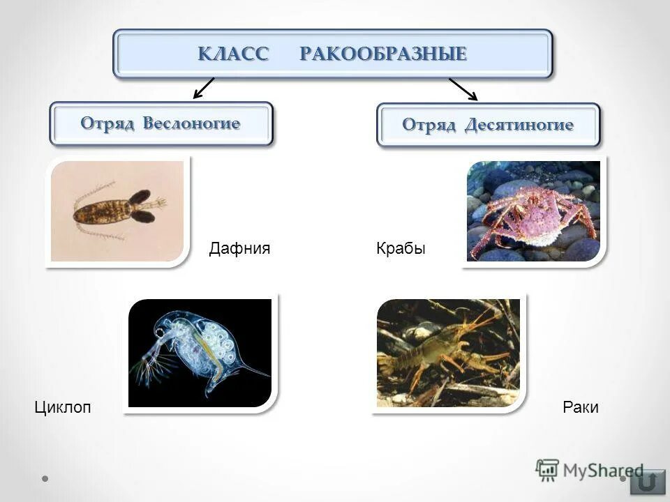 тип членистоногие ракообразные паукообразные насекомые. усоногие представители отряды ракообразных. тип членистоногие схема. членистоногие это тип или класс. типы классы представители членистоногих.
