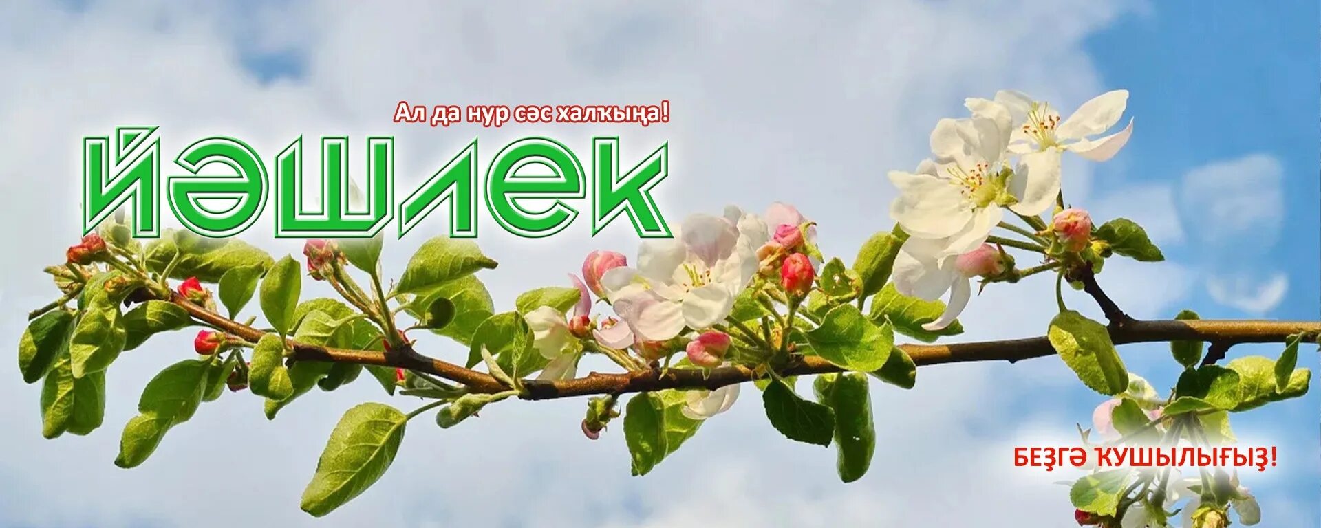 Ветка цветущая. Яблони в цвету. Яблоня спринг брайд. На 1 ветке яблони. Яблоня криспин.