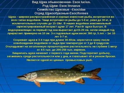 Продолжительность жизни сома