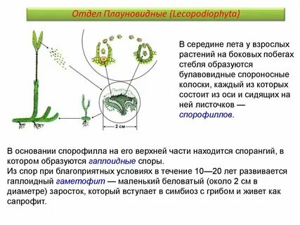 На гаплоидном заростке хвоща 108