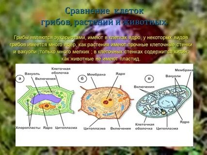 Растения грибы животные это эукариоты