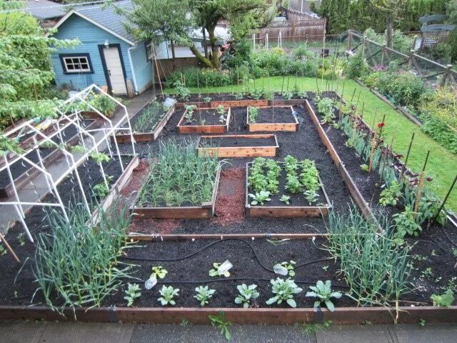 30 Wonderful Edible Plants Ideas To Enhance Your Backyard Garden Edible landscap